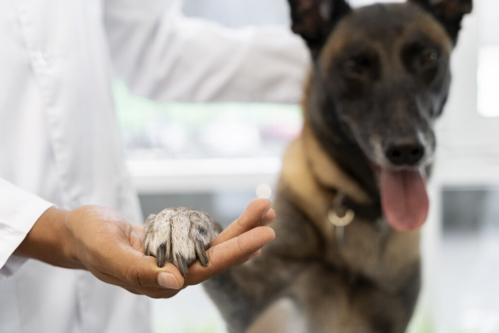 close-up-veterinarian-taking-care-pet (1)